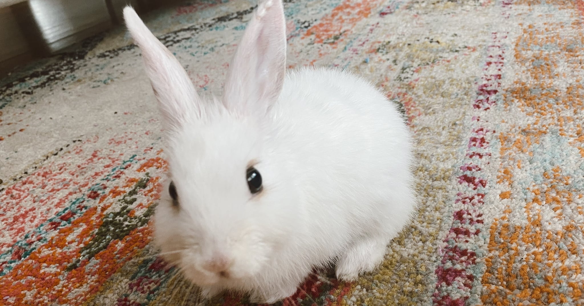 Year of the Rabbit: the chicest of them all?