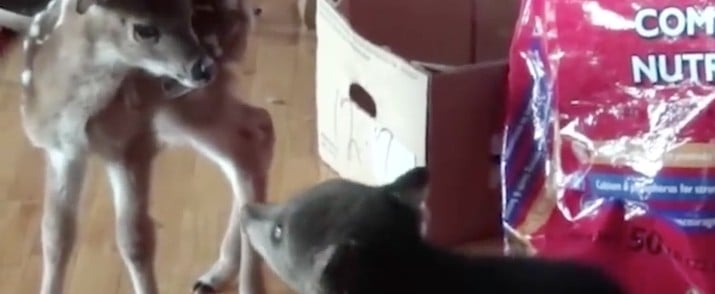 Baby Bear Kissing Deer GIF