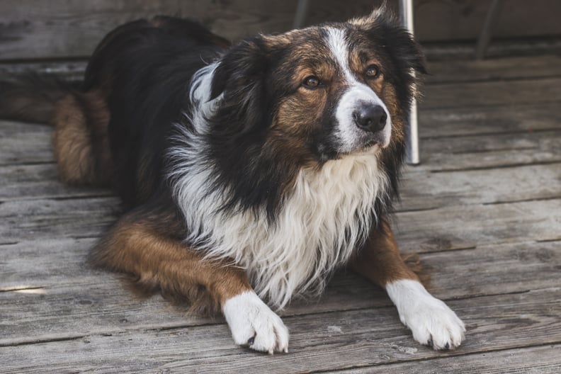 Leo (July 23-Aug. 21) — Border Collie