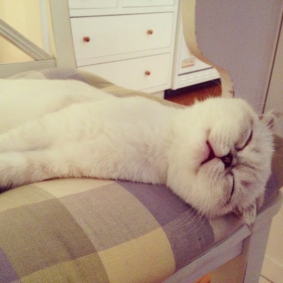 Taylor Swift's Cats Are Insta-Famous