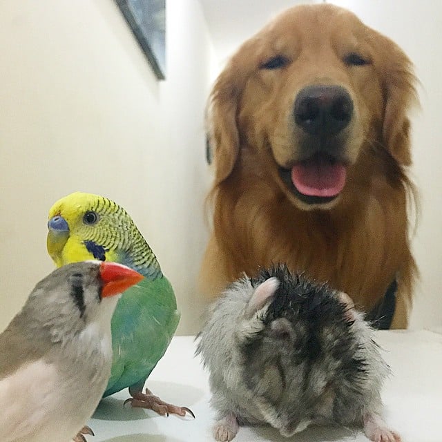 Dog Is Friends With Birds and Hamster