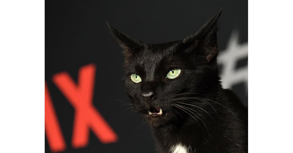 salem the cat stuffed animal