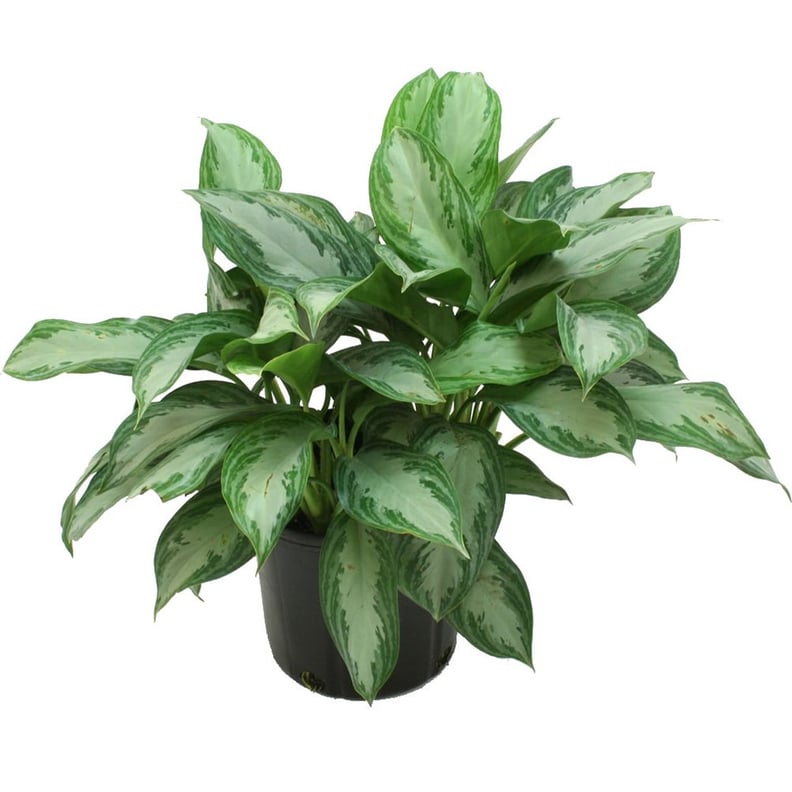 Chinese Evergreen