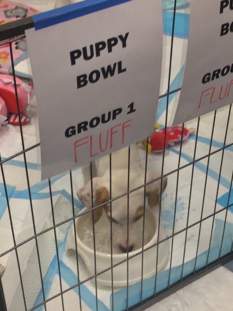 Behind the Scenes at the Puppy Bowl
