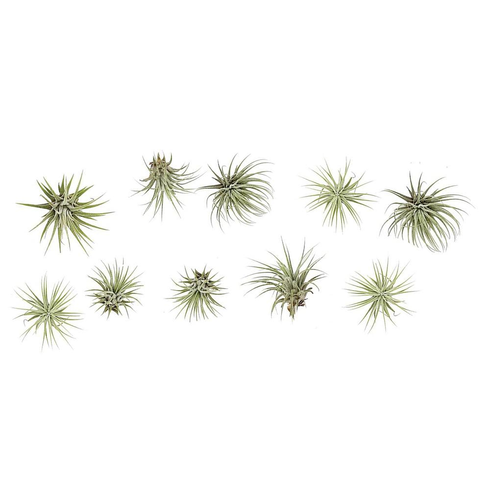 Lonantha Air Plants