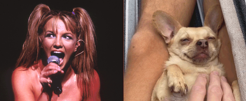 30 TikToks of Pets Set to Sometimes by Britney Spears