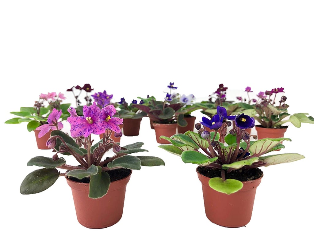 African Violet Plant