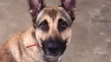German Shepherd Fails Service Dog Test | Viral Video