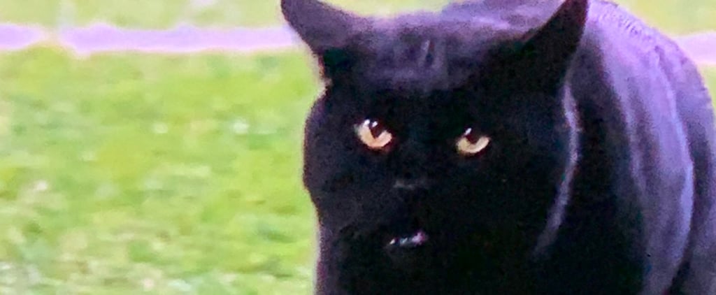 Cat Runs Onto Field During Giants-Cowboys Game | Video