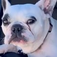 The Dog Park Was Closed, and This French Bulldog's Wails of Protest Have Me Cry-Laughing