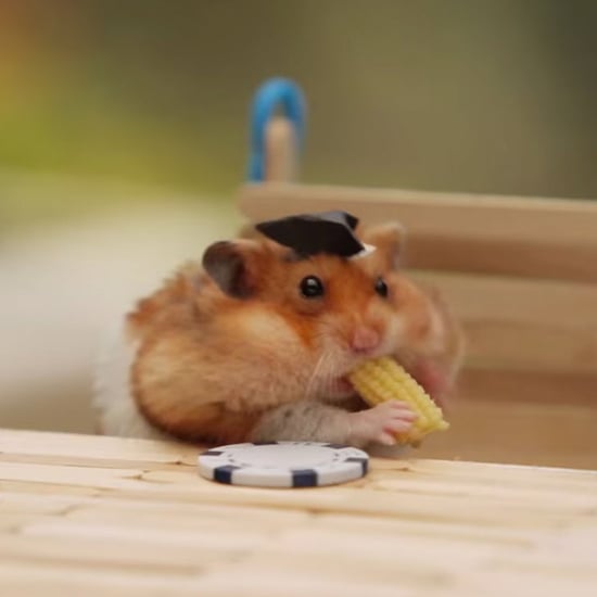 Tiny Hamster BBQ Video