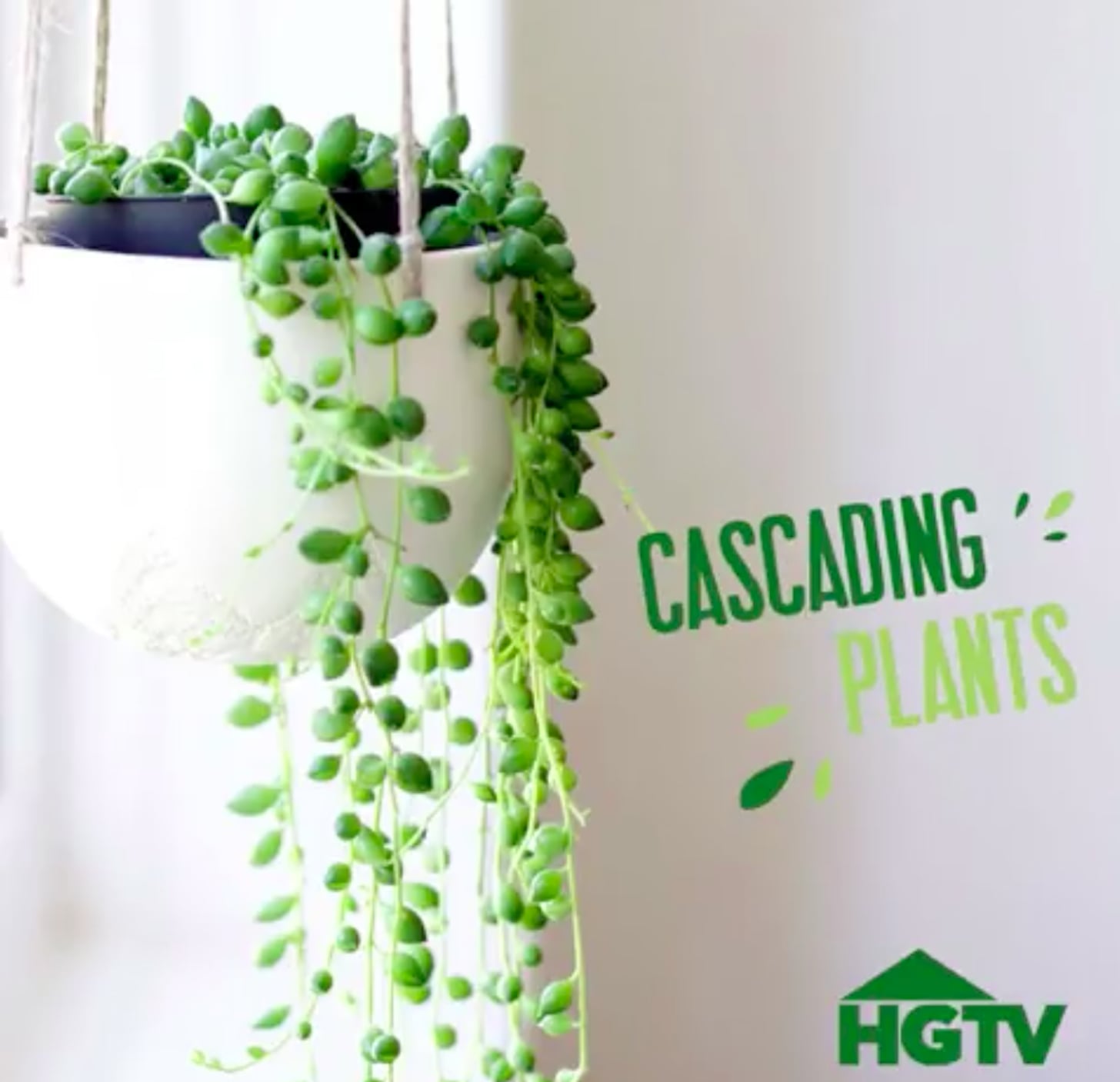 Great House Plants  POPSUGAR Home Middle East