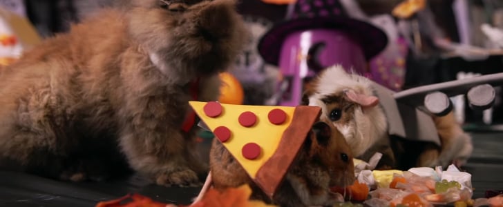 Tiny Hamster Halloween Party | Video