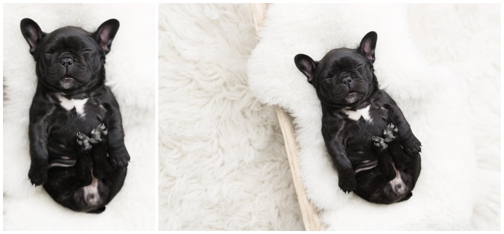 Newborn Photo Shoot With French Bulldog Puppy