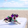 Tinkerbelle the Dog Lives Like a Queen on Her Trip to South Beach