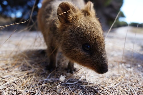 Quokkas live among tall grasses and shrubs, organized in family groups led by a male, and become active at night, gathering in large social groups.
Source: Tumblr user すごろく語録