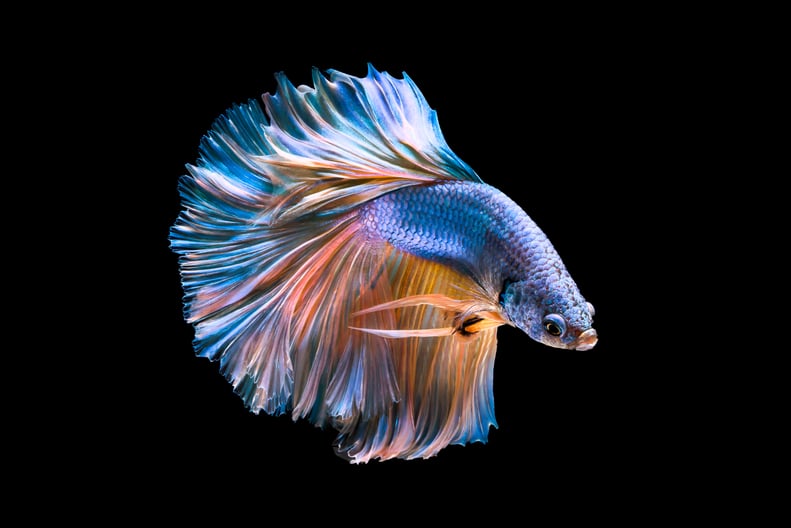 Betta Fish