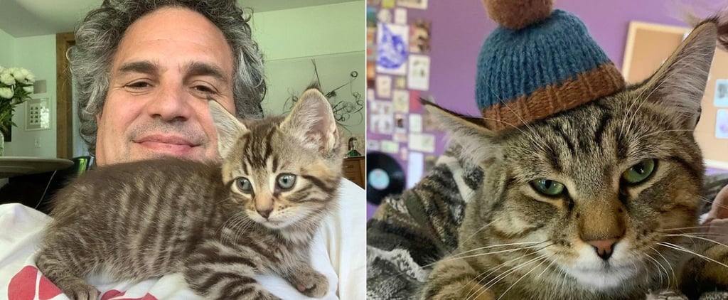 See Mark Ruffalo's Cat Pictures on Instagram