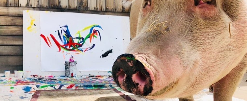 Pigcasso the Painting Pig