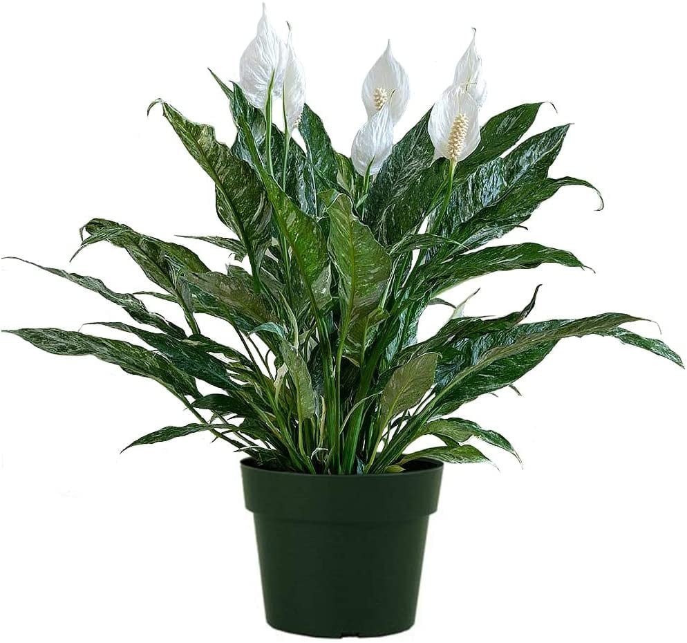 Peace Lily Plant