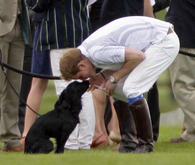 Prince Harry With Animals Pictures