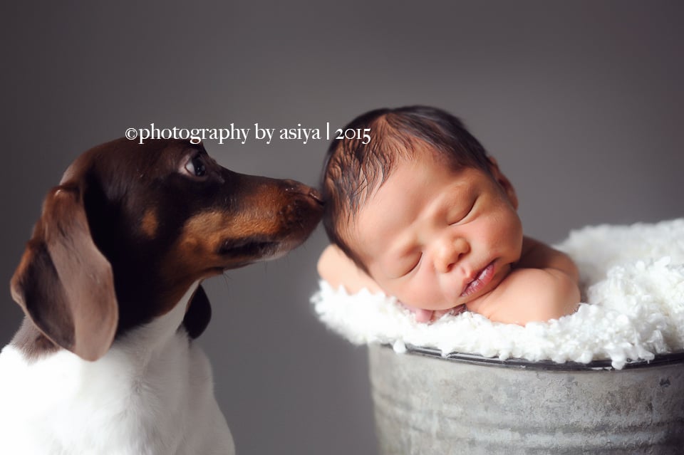 Adorable Newborn and Pet Photos