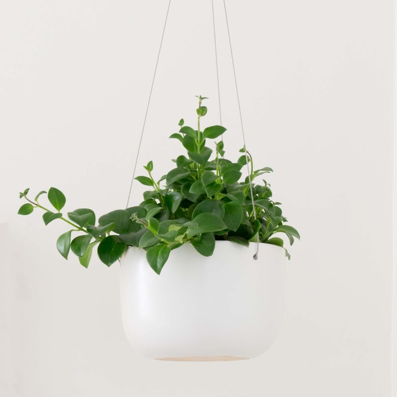 Peach & Pebble Hanging PlanterHanging Planter