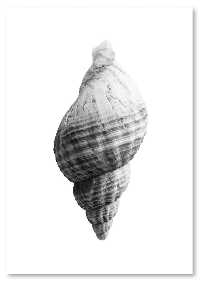 Americanflat Sea Shell Ii by Sisi and Seb Unframed Print