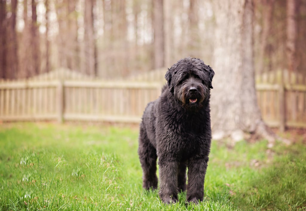 Cute Pictures of Labradoodles