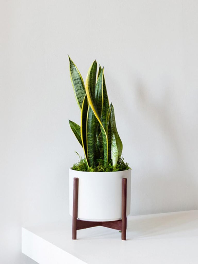 Lèon & George Snake Plant