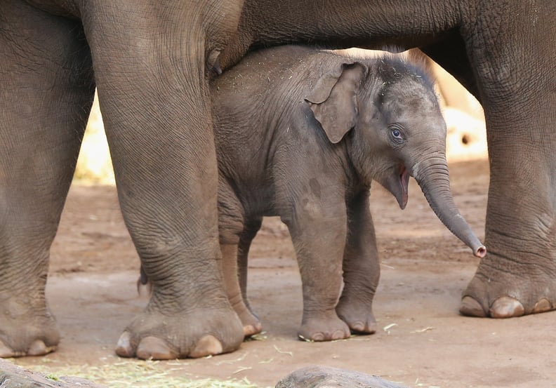 Asian Elephant