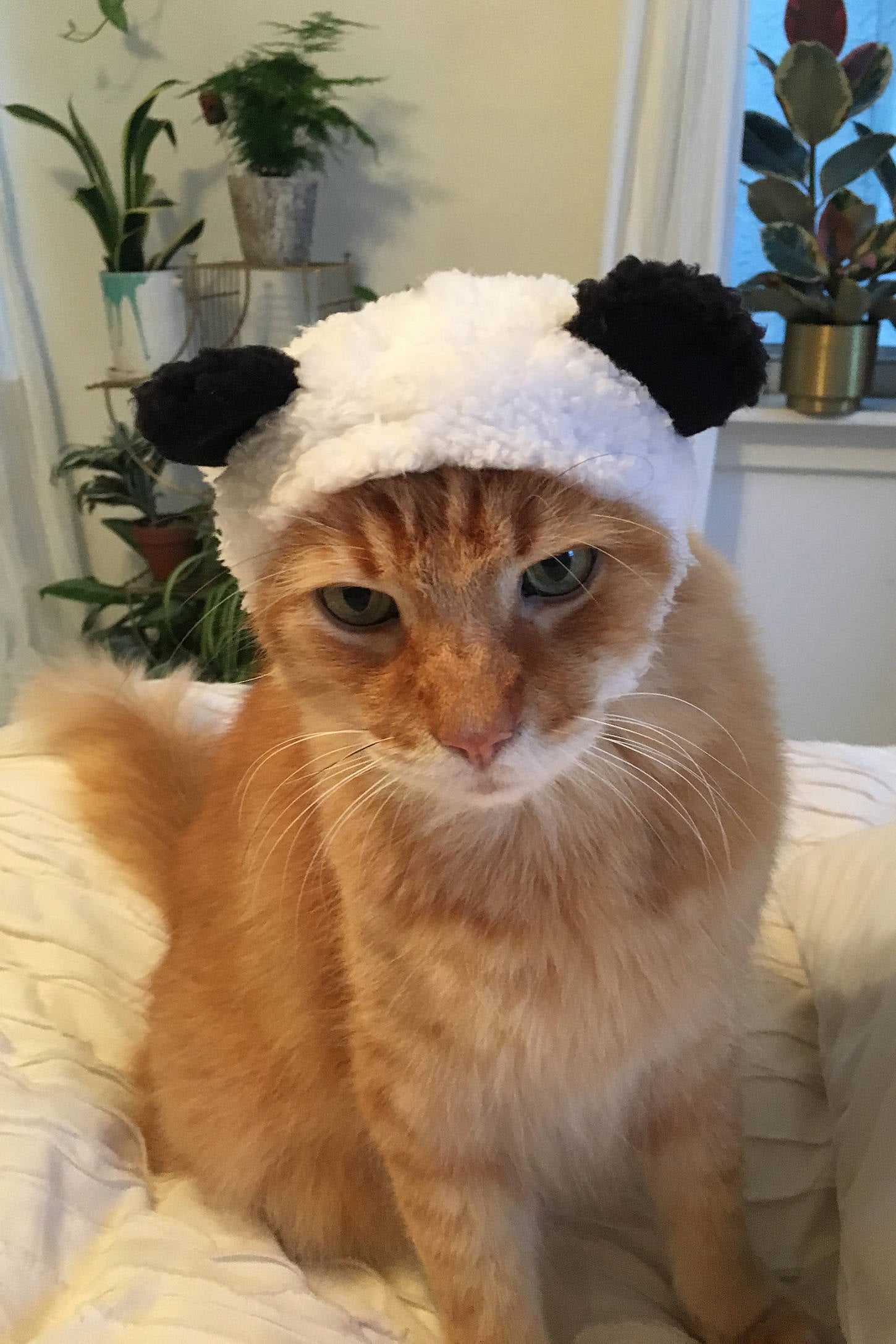 Cat in a cap outlet