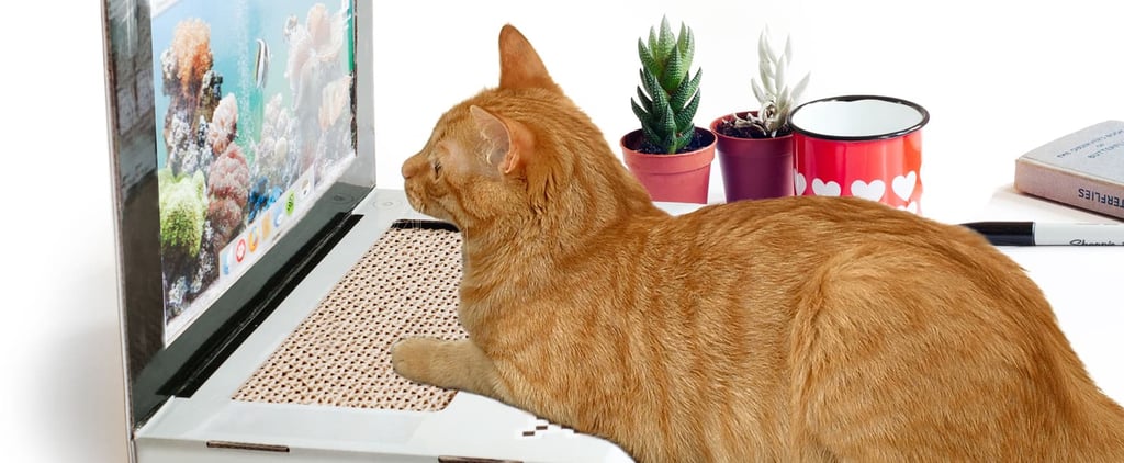 Best Pet Products From Nordstrom