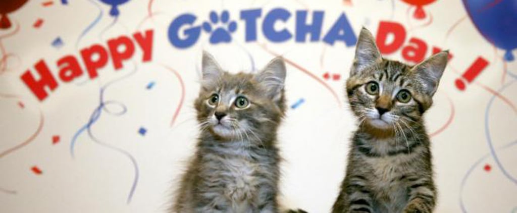 Gotcha Day For Adopted Pets