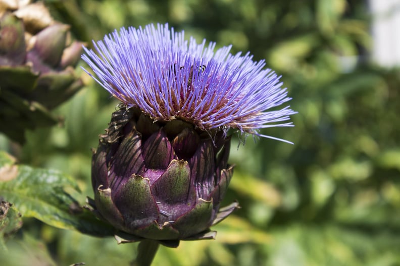 Artichokes