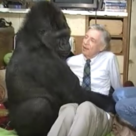 Koko the Gorilla Meeting Mr. Rogers Videos