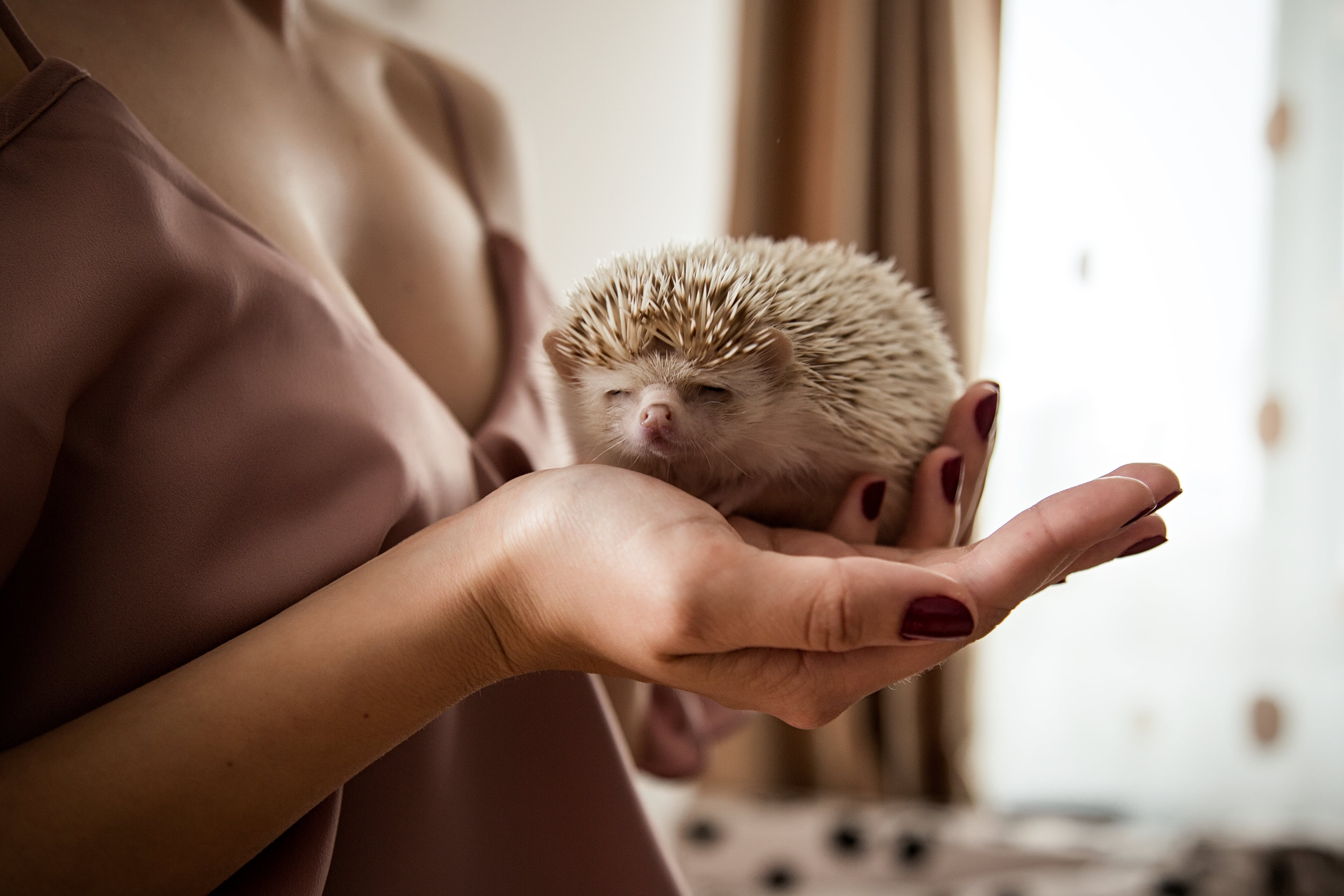 Small cuddly pets for apartments sales
