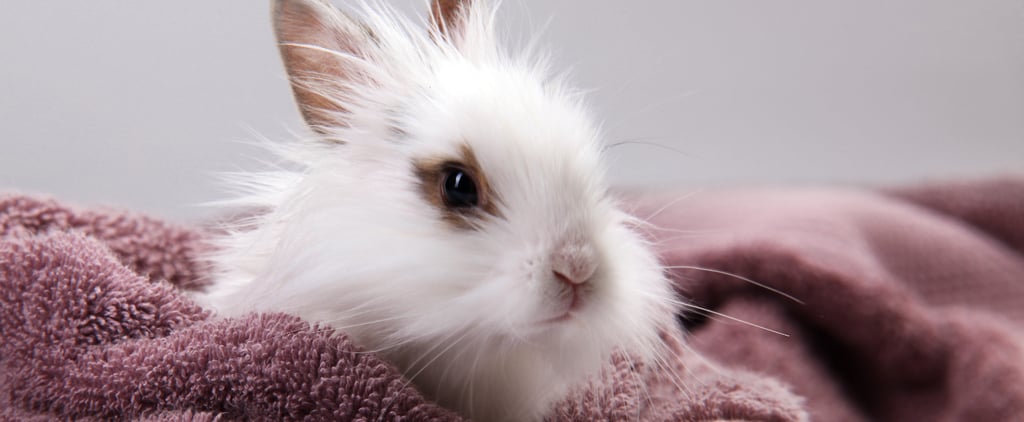 Rabbit Bath Videos
