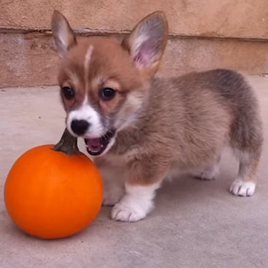 Corgi Puppy vs. Mini Pumpkin