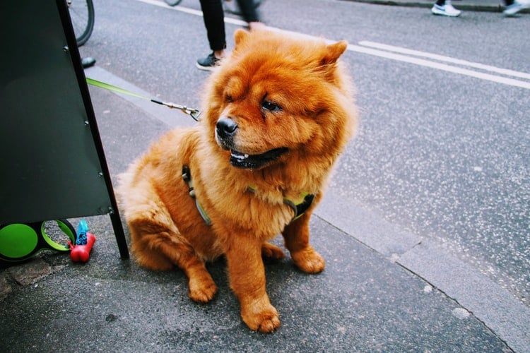 Chow Chows