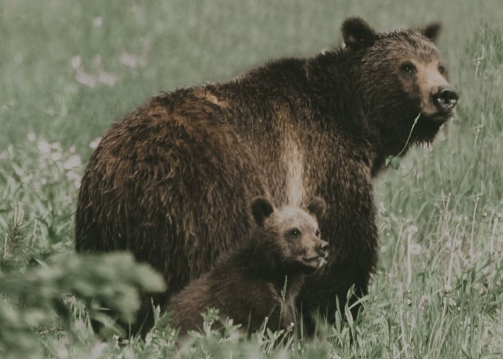 Have close encounters of the animal kind. | Things to Do in Jackson