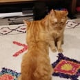 A Man Filmed His Cats "Fighting" to the Drum-Set Scene From Step Brothers, and Yep, Nailed It!