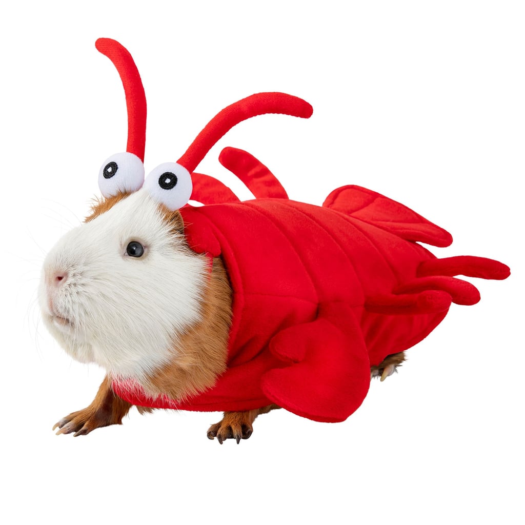 guinea pig dinosaur costume