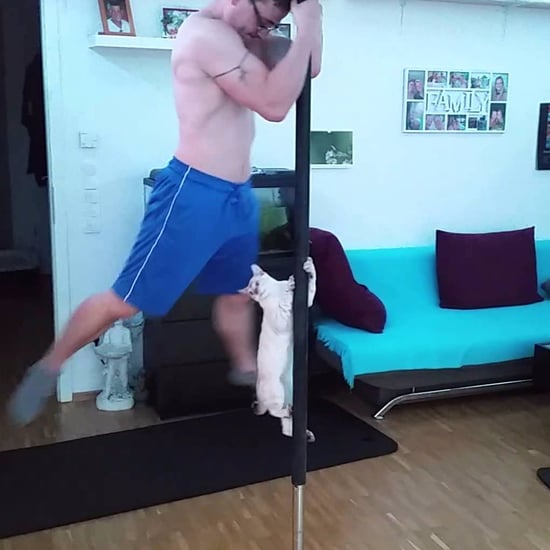 Pole Dancing Cat