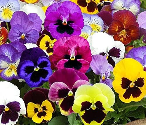 Pansies