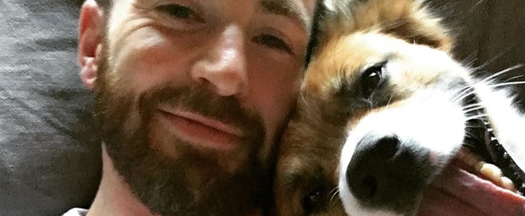 Everything We Know About Chris Evans's Dog, Dodger