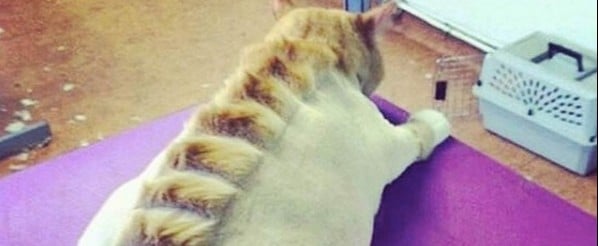 People Giving Cats Dinosaur Haircuts