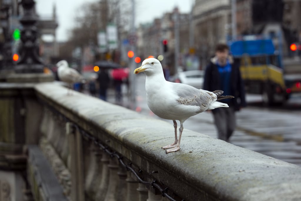 A Bird Pooping on You