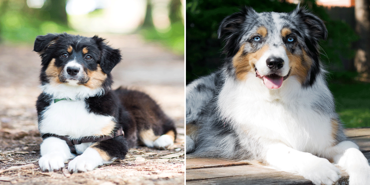 Mini Australian shepherds have gotten very, very popular - Vox