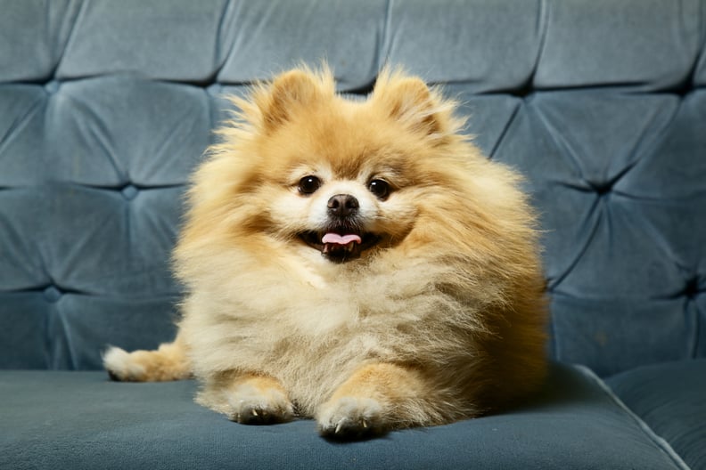 Cute Pomeranian Pictures | POPSUGAR Pets
